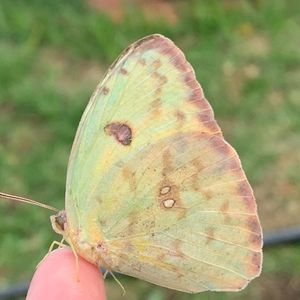 Meet your Posher, Rain